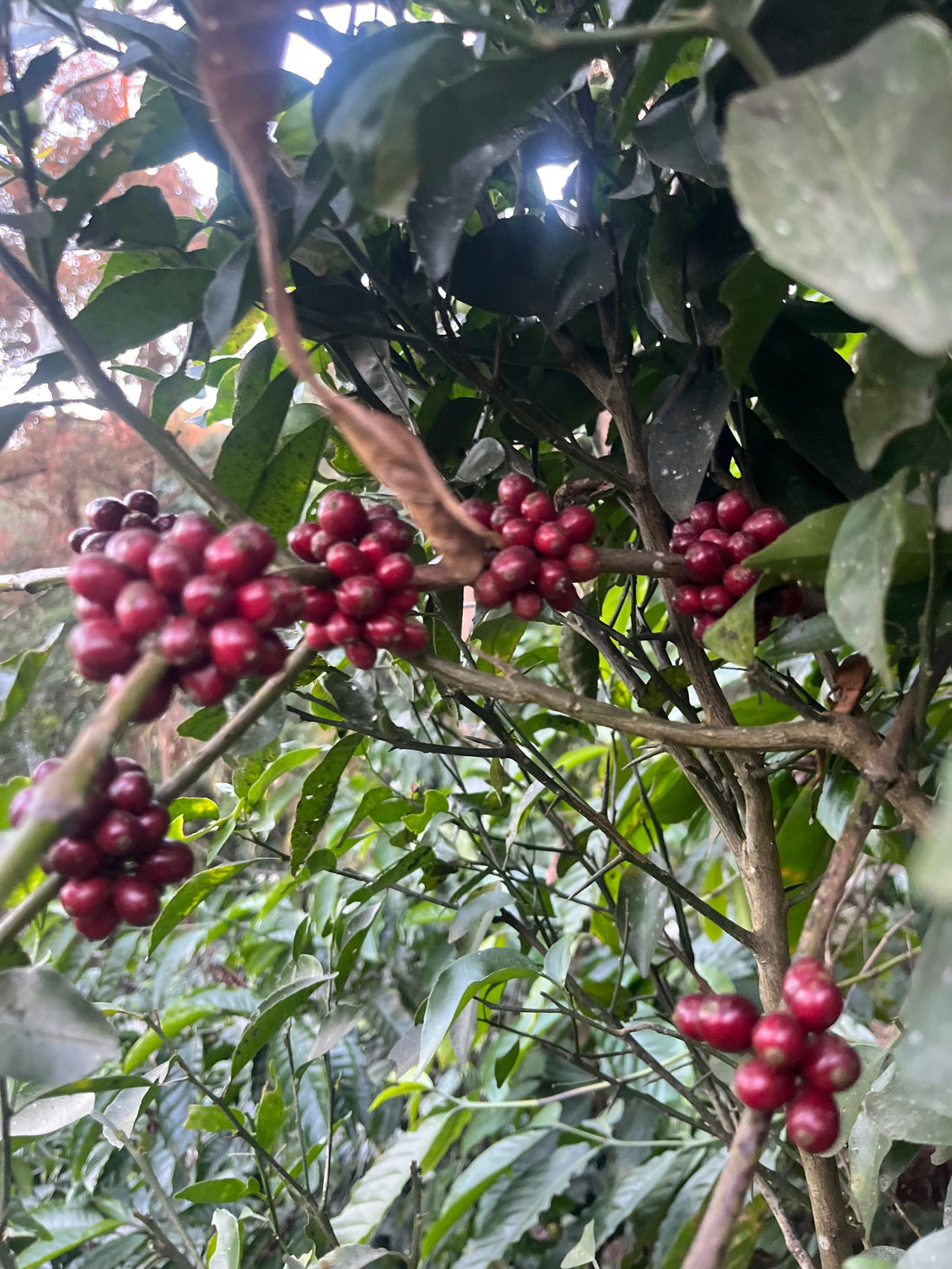 The Cherry Doesn't Lie